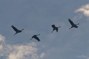 bild zingst ak2024x72 klein